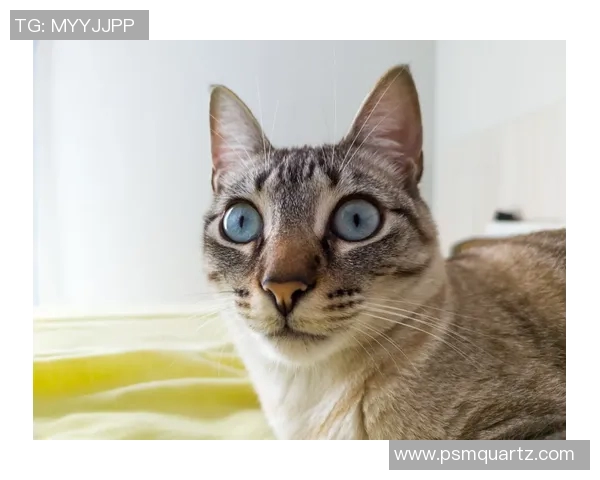 足球明星与爱猫情缘揭秘哪些球星是猫咪的忠实粉丝 足球明星与爱猫情缘揭秘哪些球星是猫咪的忠实粉丝